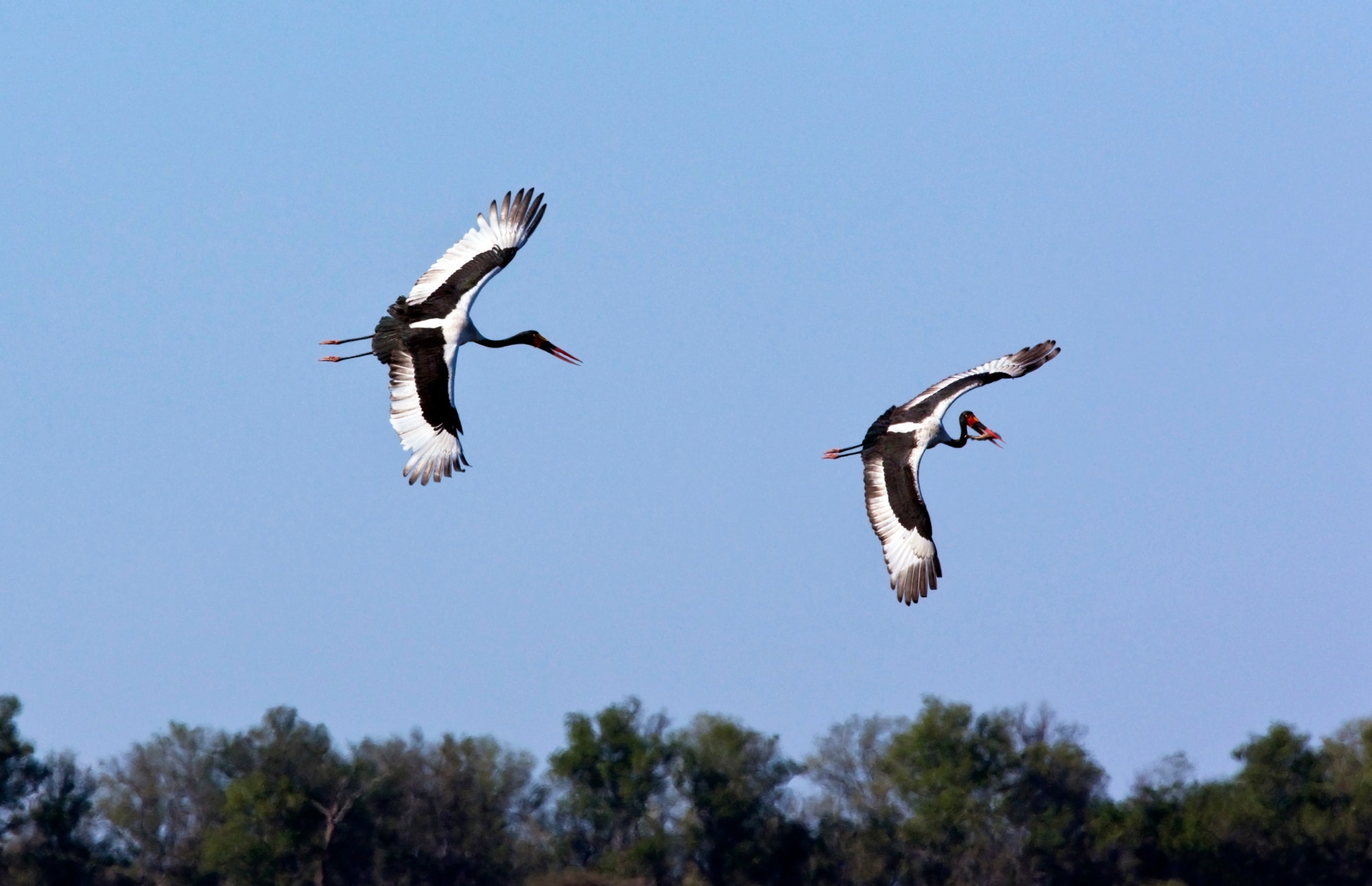 Saddle-Billed Storks - Botswana